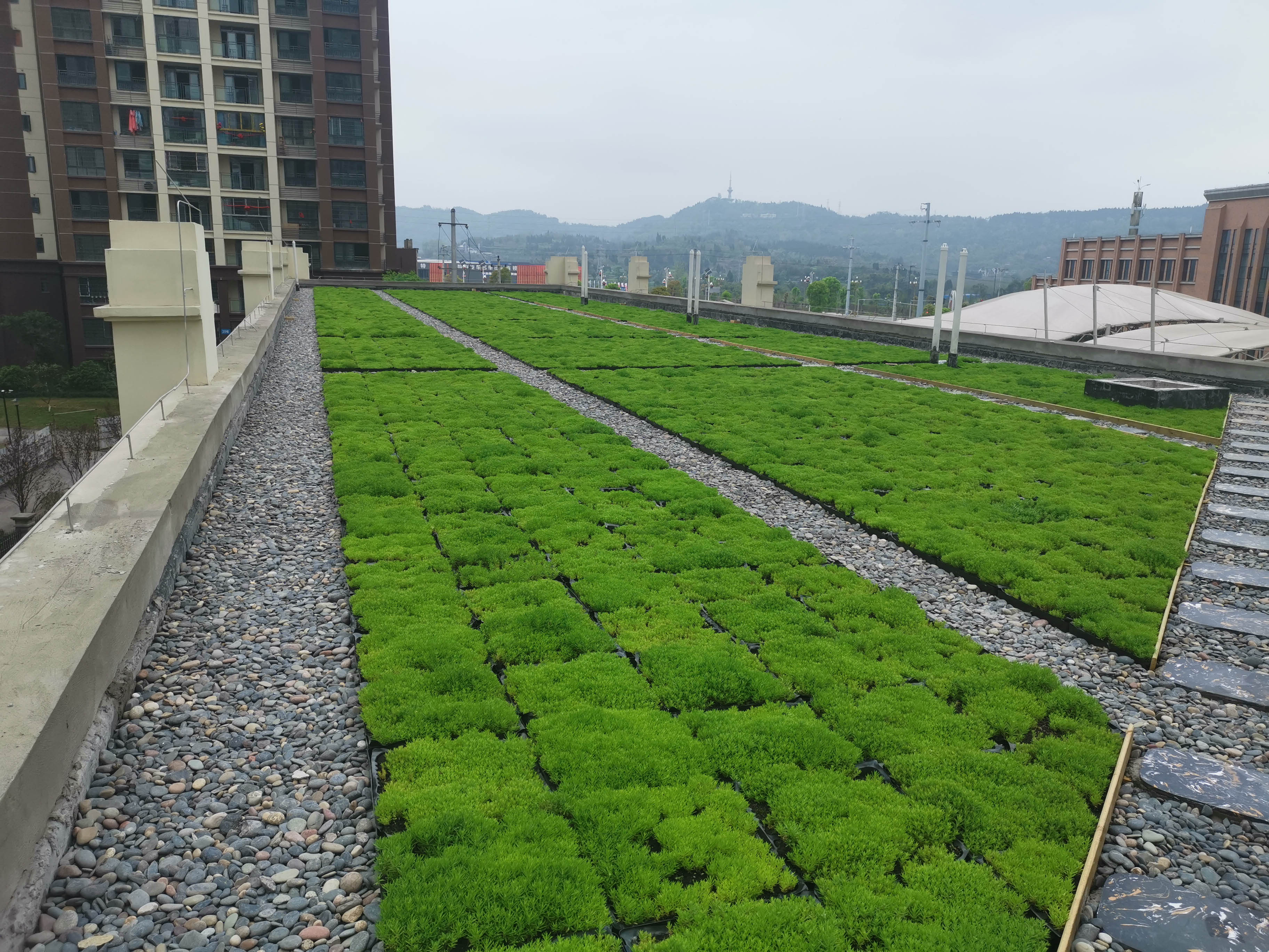 1621819952183702.jpg 屋頂綠化現(xiàn)場(chǎng)照片 (12)縮小版.jpg